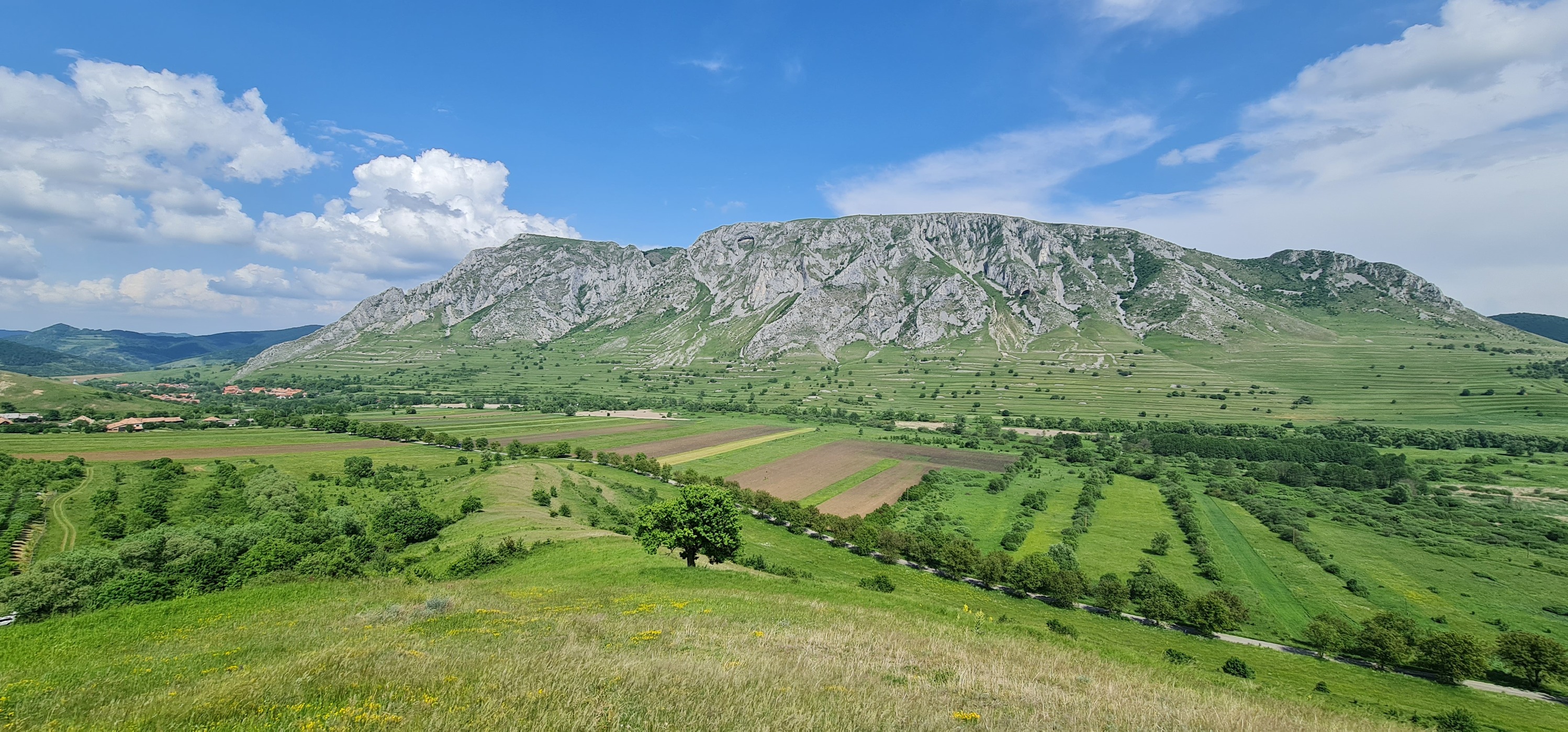 FSC PEFC certified forest